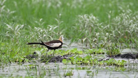 rare wetland bird captured moments after touching down