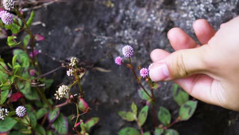 a close-up captures a hand softly reaching toward delicate pink wildflowers blooming against a dark rock surface, highlighting fragile beauty in rugged natural surroundings