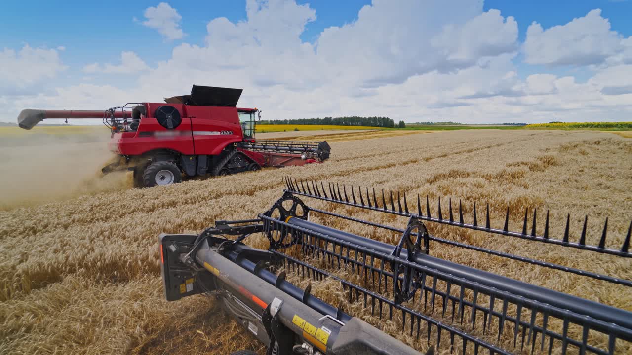 Gathering crop in the field. Two combine harvesters collecting ripe wheat under blue sky. Machine knives cutting spikelets. View from combine machine.