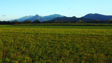 vibrant green farmland on sunset near cairns countryside in queensland, australia