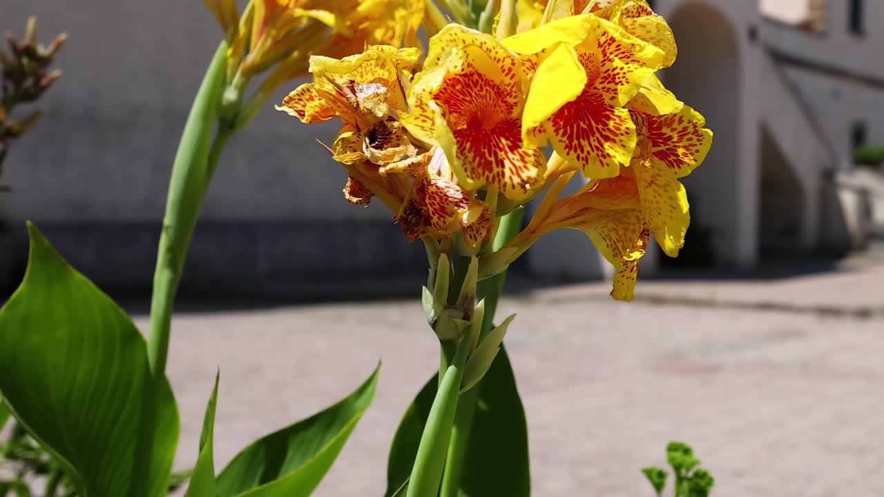 Close-up of bright yellow canna flowers with red accents in a sunlit courtyard setting.