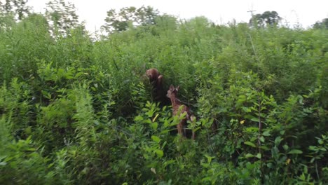 ciervo caminando en la hierba alta en la naturaleza cerca del bosque
