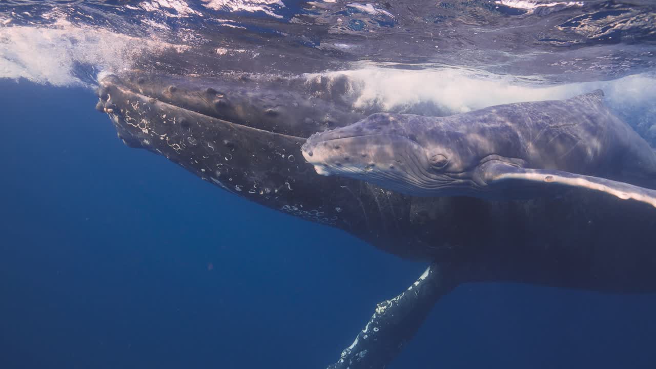 Mother Humpback Whale and its baby swim to the surface for air in this rare close up shot where you can look the baby in the eye