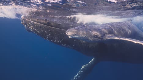 mother humpback whale and its baby swim to the surface for air in this rare close up shot where you can look the baby in the eye