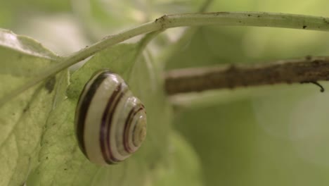 White lipped snail on a leaf macro