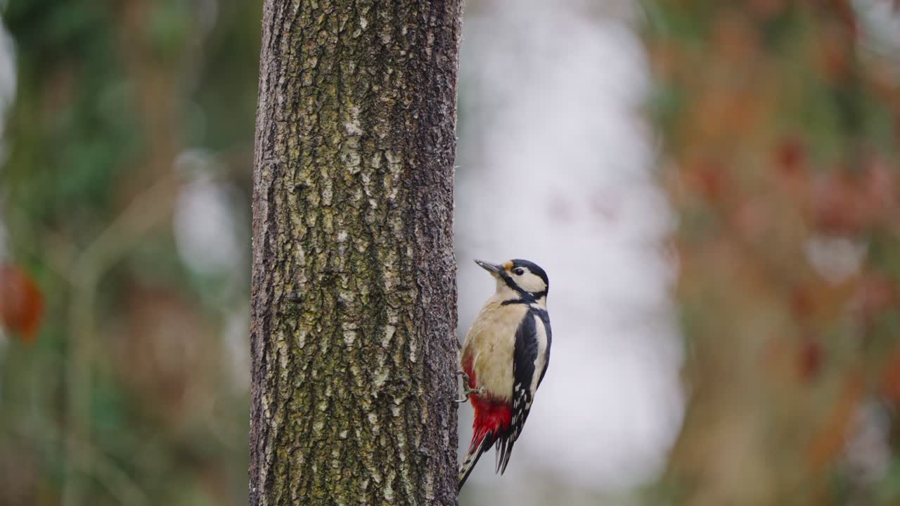 Woodpecker climbs slowly up rough tree trunk, shallow forest depth and soft ambient light