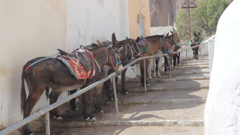 burros que llevan turistas descansan a la sombra