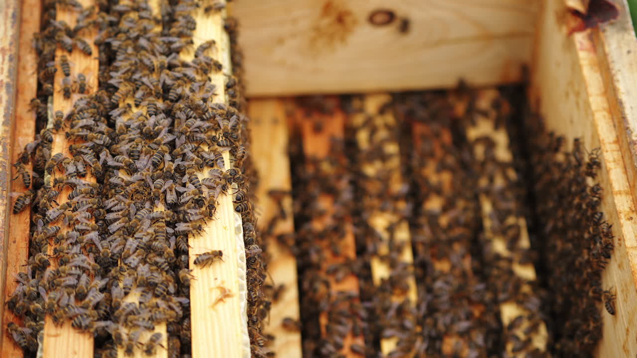 Big wooden box with small planks surrounded with many bees. Selective focus on hive. New apiary in green meadow.