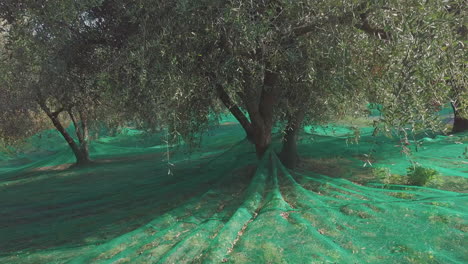 Olive-trees-cultivation