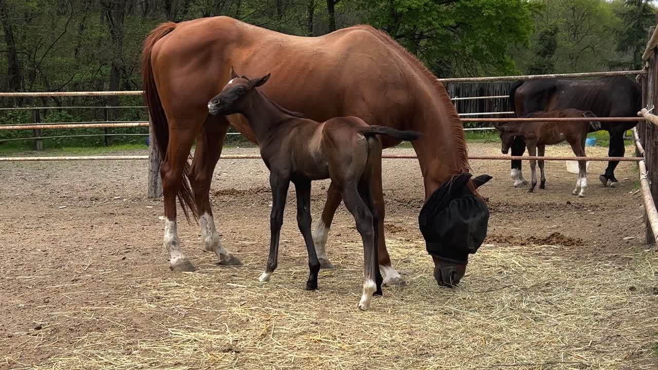 joven caballo de potro marrón y madre yegua en el rancho