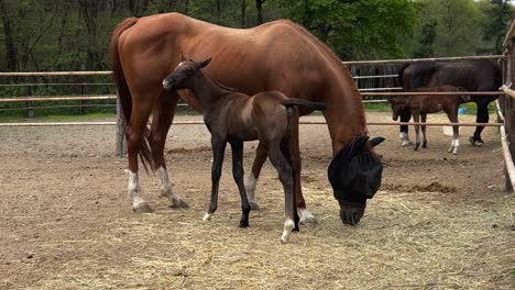 Young-little-brown-foal-horse-and-mother-mare-in-ranch