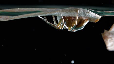 fishing spider stays underside leaf underwater