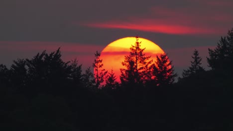 asombrosa vista del sol de la puesta de sol de teleobjetivo detrás del bosque de pinos, tarde, sol enorme, puesta de sol africana de safari