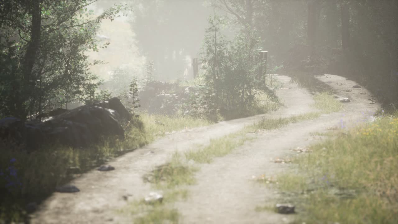 안개 가 가득 한 여름 아침 에  ⁇ 나무 들 에 들어오는  ⁇ 빛