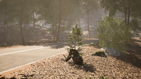 A small tree grows beside a winding road in a sunlit forest setting