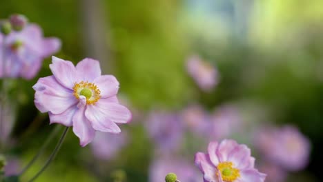 close up of a beautiful purple and yellow flower with other flowers out of focus in the background