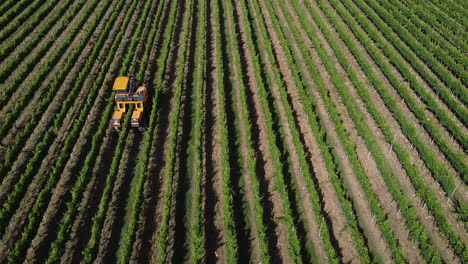 un tractor multifunción en el trabajo en el viñedo en la colina toscana, italia - drone aéreo