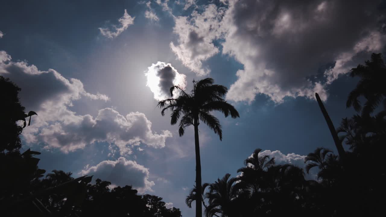 Palm tree silhouetted against a clouded blue sky moving gracefully in slow motion