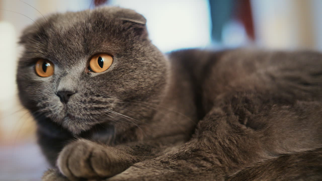 Primo piano di un gatto grigio con occhi ambrati espressivi e pelo morbido