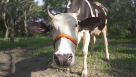 closeup of cow's face in forest under sunlight in field, funny cow looking at camera, slow motion