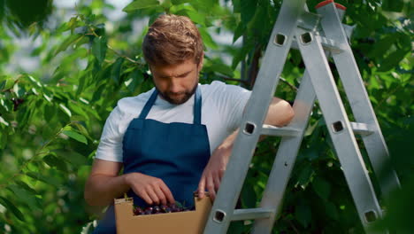 man farmer cherry box in green countryside plantation. harvesting concept