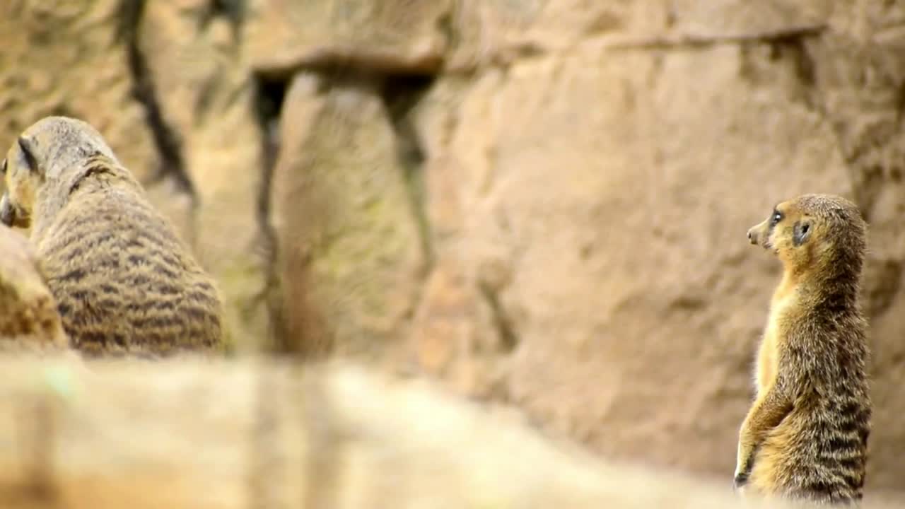 미어캣이나 수리케이트 무리가 바위 위에 서서 교대로 감시하고 있습니다.