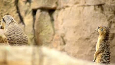 grupo de suricatas o suricates de pie sobre una roca, turnándose para vigilar