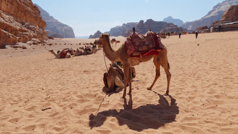 side view of camel and shadow cast on sand in wadi rum river valley