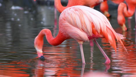 close up of coral american flamingo moving its beak while drinking water in its natural habitat