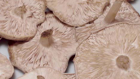 wild mushroom gills rotating upside down, extreme overhead macro closeup