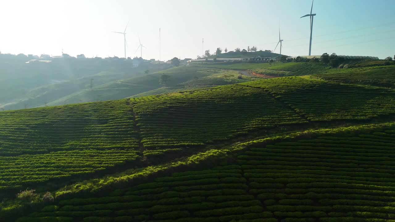 vast tea hills under the bright morning sunlight in Da Lat - Vietnam | Next to a vast wind farm