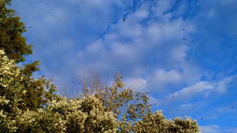 cuervos encapuchados volando y aterrizando en las copas de los árboles en un bosque