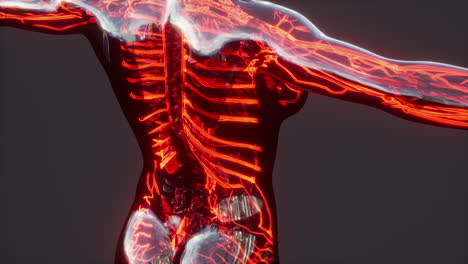 sistema circulatorio humano con anatomía del corazón y los vasos