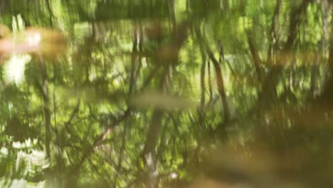 Pequeño-Río-En-El-Bosque,-Los-árboles-Reflejados-En-El-Agua,-Hojas-Flotando-En-El-Agua