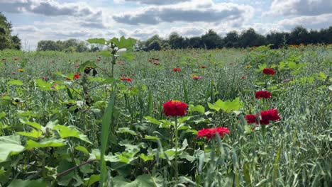 Wildblumen-Auf-Einem-Feld-An-Einem-Sonnigen-Tag