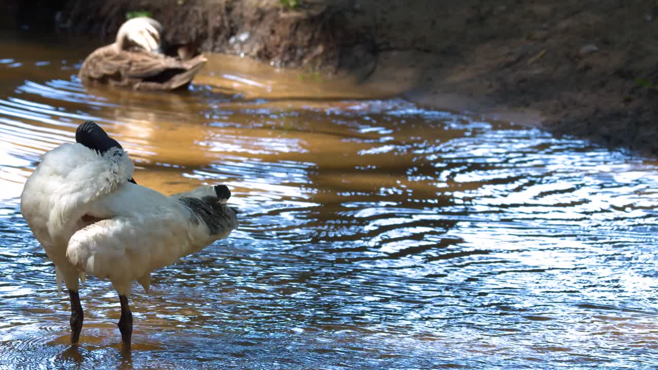 Ein australischer Weißer Ibis steht in einem seichten Bach und putzt sein Gefieder im hellen Sonnenlicht