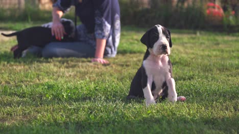 cachorro gran danés de pura raza sentado solo en un campo verde