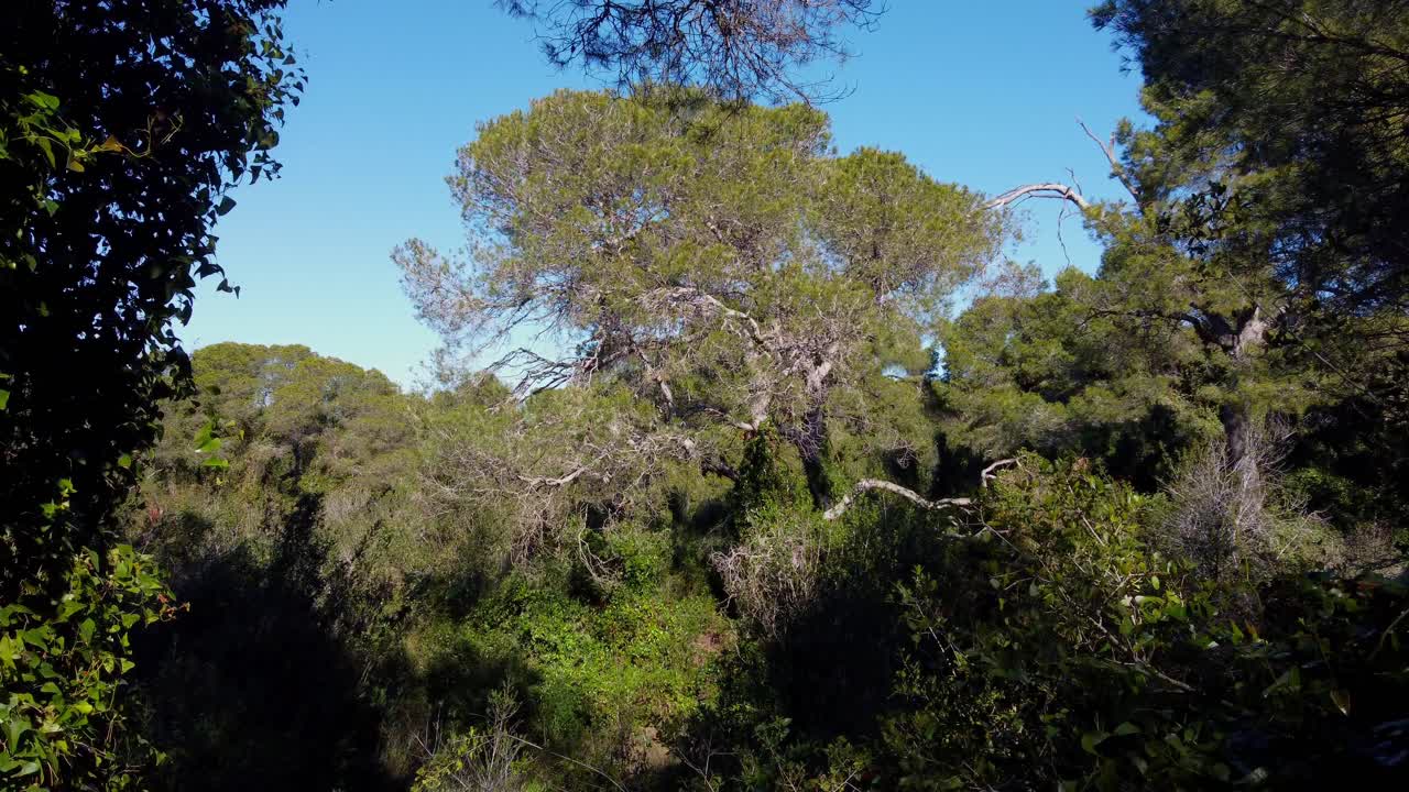 4K Drone Flight Through Mediterranean Forest with Lush Vegetation and Green Pines