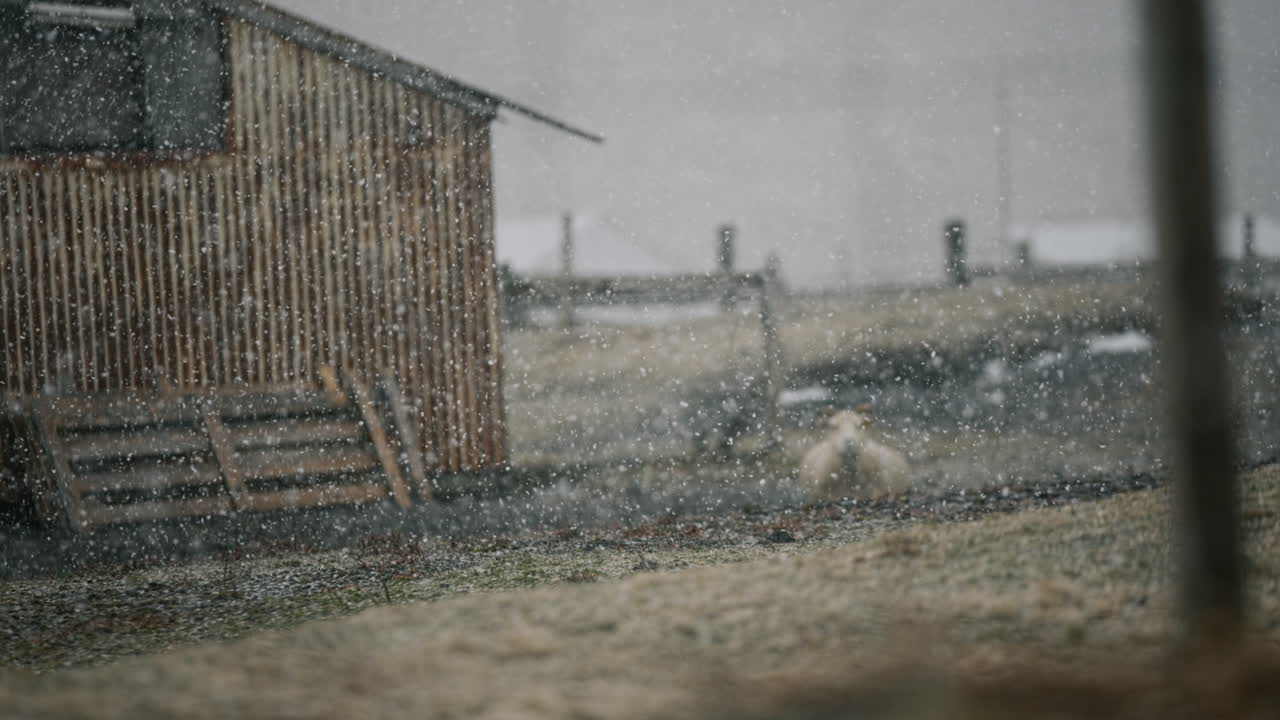 Sheep in a snowy farm landscape