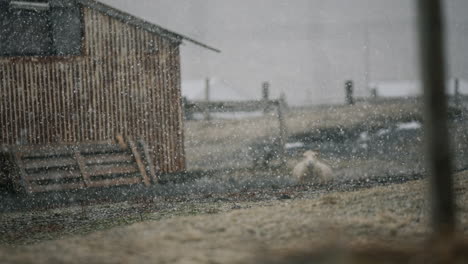 sheep in a snowy farm landscape