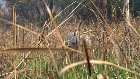 Un-Rinoceronte-Con-Cuernos-Parcialmente-Oculto-En-La-Alta-Hierba-Marrón-Del-Safari.