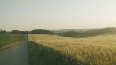 a narrow countryside road between the wheat fields