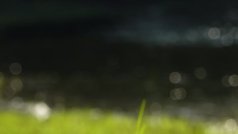 fondo bokeh naturaleza verde abstracto en verano belleza agua luz brillante borrón