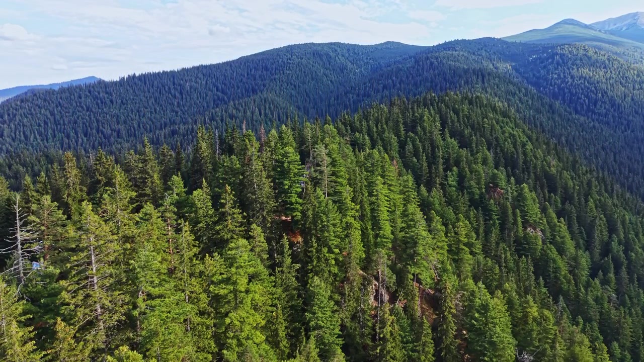 Vast green forest landscape with tall trees covering rolling hills under a cloudy sky