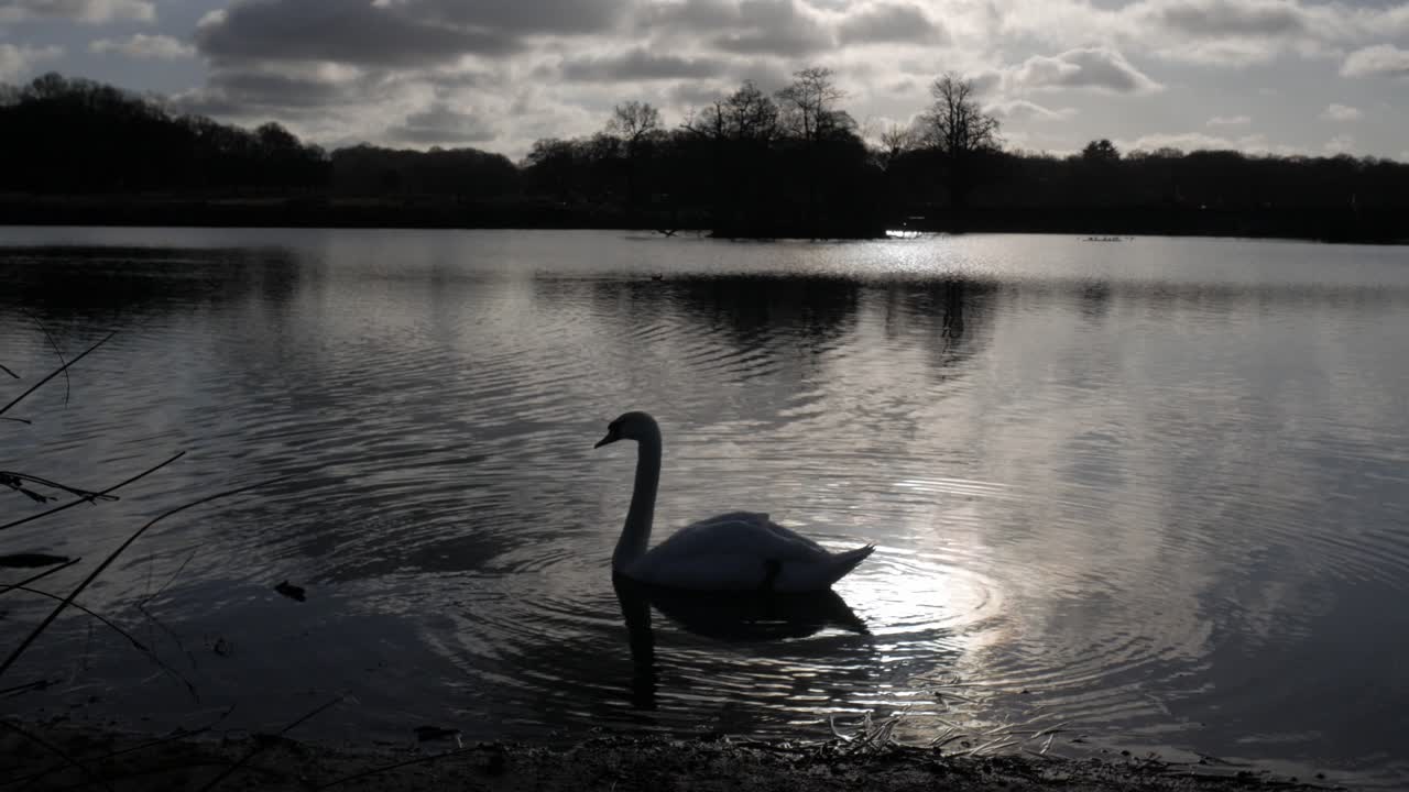 A peaceful swan swims in Richmond Park's Pen Ponds under a dramatic cloudy sky