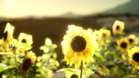 Sunflower-field-on-a-warm-summer-evening