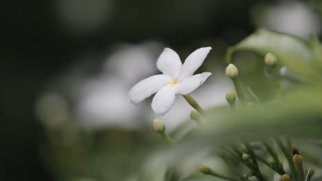 tropical white flower