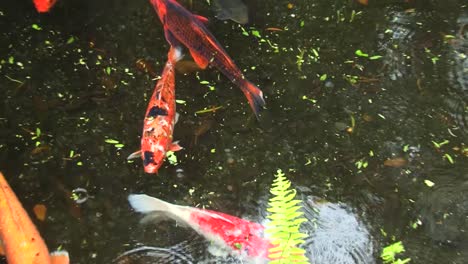 peces koi en el estanque en el templo byodo-in, parque conmemorativo del valle de los templos, kahaluu, oahu, hawaii