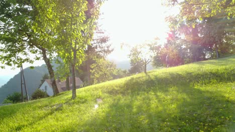 flying between fruit trees with sun rays shining through leaves while man mowing grass in background