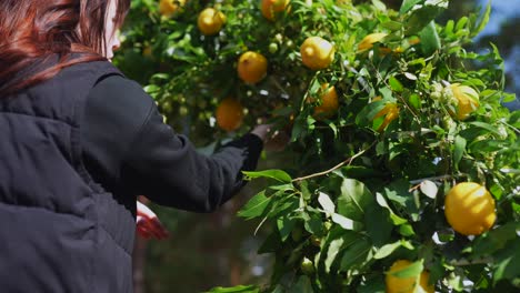 Woman arranging a lemon tree floral display